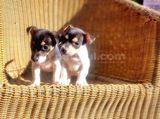 Kisa Bacak Jack Russell Terri̇er Yavrusu görsel