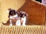 Kisa Bacak Jack Russell Terri̇er Yavrusu