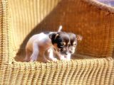 Kisa Bacak Jack Russell Terri̇er Yavrusu