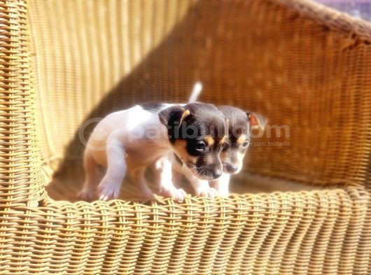 Kisa Bacak Jack Russell Terri̇er Yavrusu görsel
