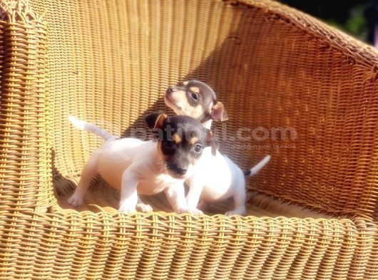 Kisa Bacak Jack Russell Terri̇er Yavrusu görsel