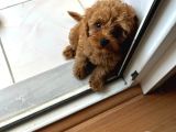 72 Günlük Toy Poodlemi Sahiplendirmek İstiyorum