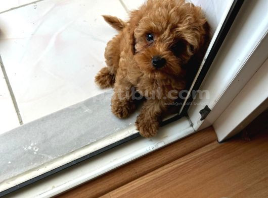 72 Günlük Toy Poodlemi Sahiplendirmek İstiyorum