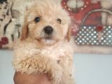Muhteşem Maltipoo bebekler