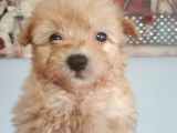 Muhteşem Maltipoo Bebekler