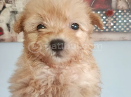 Muhteşem Maltipoo Bebekler görsel
