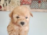 Muhteşem Maltipoo Bebekler