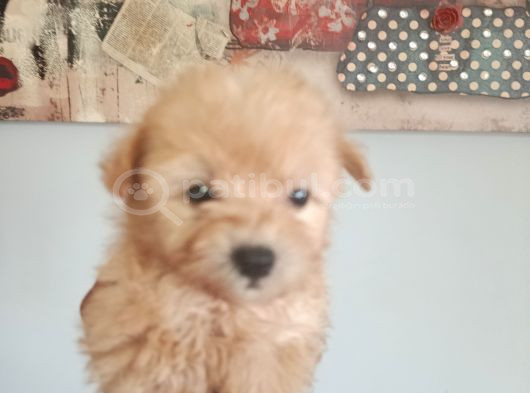 Muhteşem Maltipoo Bebekler görsel