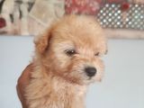 Muhteşem Maltipoo Bebekler