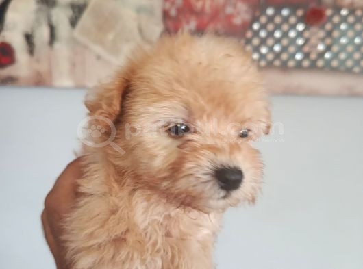 Muhteşem Maltipoo Bebekler görsel