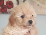 Muhteşem Maltipoo Bebekler