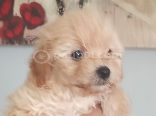 Muhteşem Maltipoo Bebekler görsel