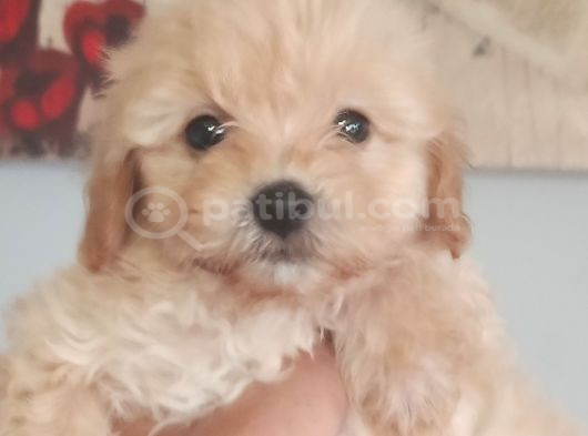 Muhteşem Maltipoo Bebekler görsel