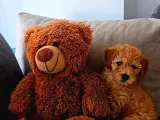 6 aylik erkek toy poodle