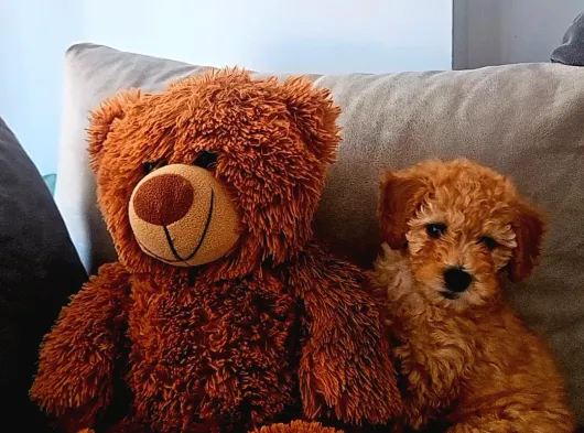 6 Aylik Erkek Toy Poodle