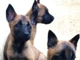Scr Scr Siz  Belgian Malinois