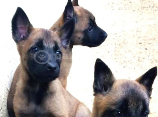 Scr Scr Siz  Belgian Malinois görsel