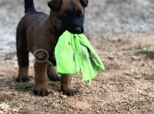 Scr Scr Siz  Belgian Malinois görsel