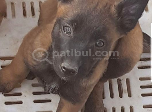 Scr Scr Siz  Belgian Malinois