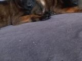 Scr Scr Siz  Belgian Malinois