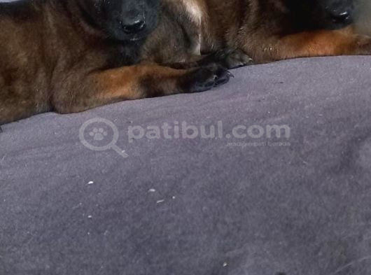 Scr Scr Siz  Belgian Malinois görsel