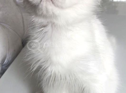 Longhair Güzel Bebeklerim görsel