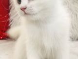 Longhair Güzel Bebeklerim