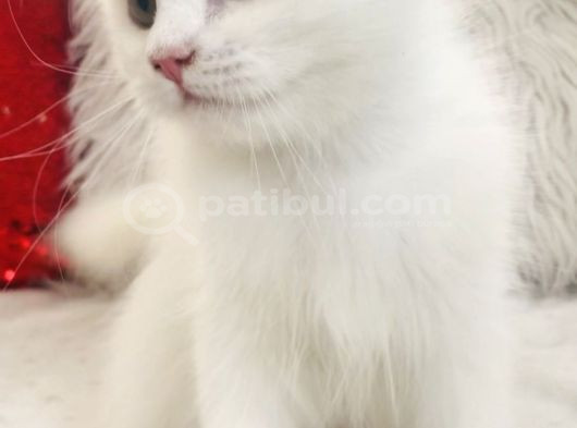 Longhair Güzel Bebeklerim görsel