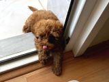 72 Günlük Toy Poodlemi Sahiplendirmek İstiyorum