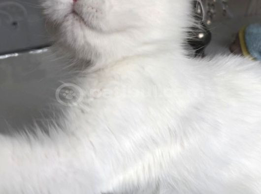 Longhair Güzel Bebeklerim görsel