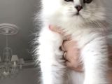 Longhair Güzel Bebeklerim