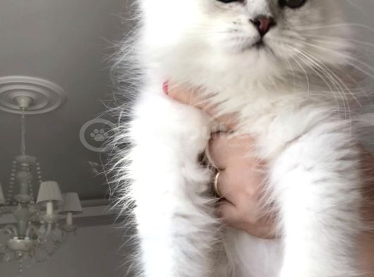 Longhair Güzel Bebeklerim görsel