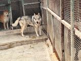 2 Yasi̇nda Erkek Orji̇nal Wolfdog Erkek
