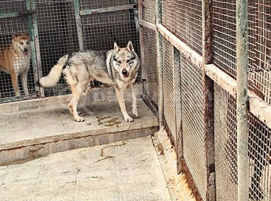 2 Yasi̇nda Erkek Orji̇nal Wolfdog Erkek görsel