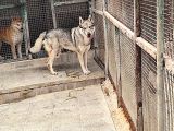 2 YASİNDA ERKEK ORJİNAL WOLFDOG ERKEK