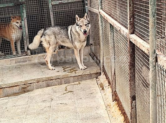 2 Yasi̇nda Erkek Orji̇nal Wolfdog Erkek