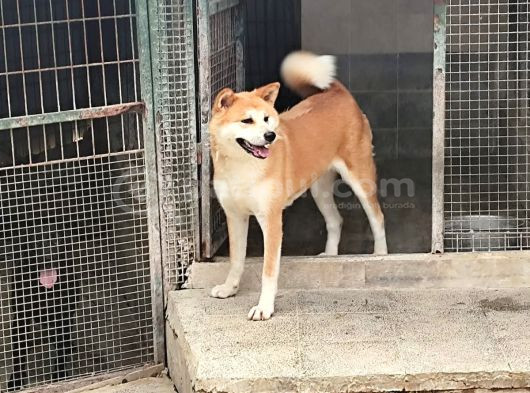 4 Yaşinda Di̇si̇ Japon Aki̇ta Yer Sikintisindan