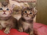 BLACK GOLDEN BEBEKLER TESLİME HAZIR