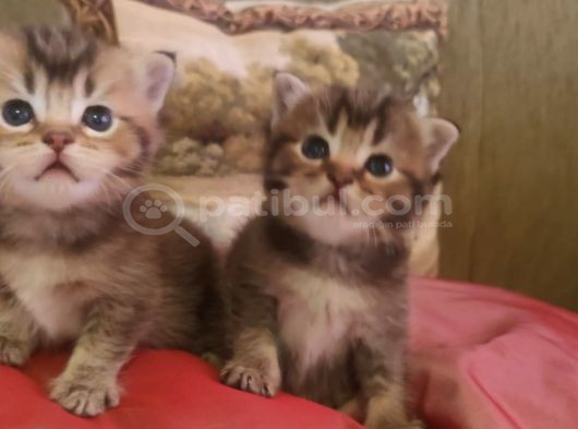 Black Golden Bebekler Tesli̇me Hazir