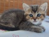Black Golden Bebekler Tesli̇me Hazir
