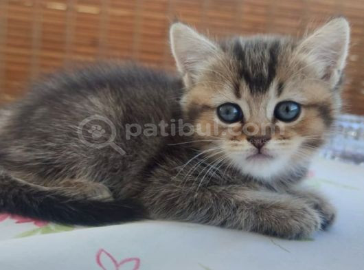 Black Golden Bebekler Tesli̇me Hazir görsel