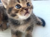 Black Golden Bebekler Tesli̇me Hazir