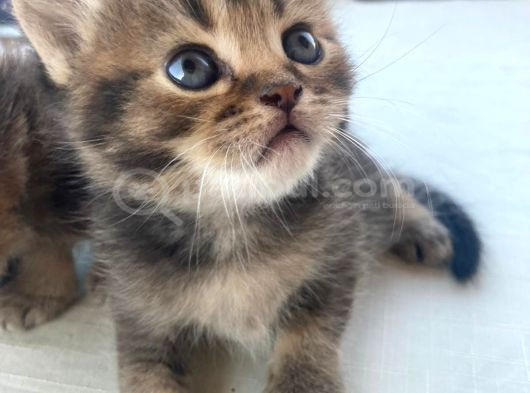 Black Golden Bebekler Tesli̇me Hazir görsel