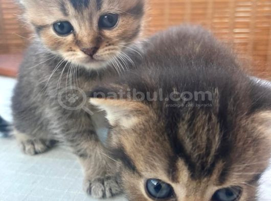 Black Golden Bebekler Tesli̇me Hazir görsel
