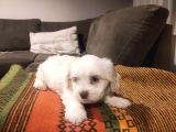 maltipoo yavrularımız ev doğumu
