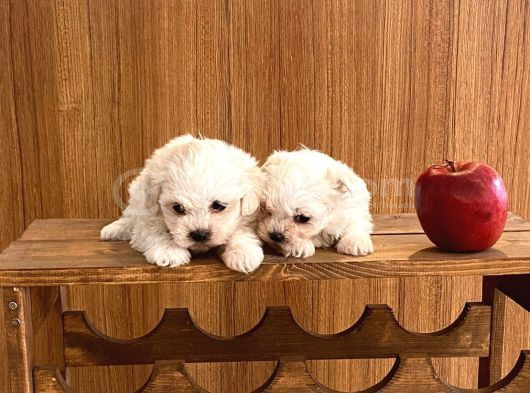 Teacup Maltese Terrier Bebekler görsel