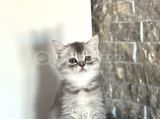 Evi̇ni̇zi̇n Neşesi̇ British Shorthai̇r Yavrular