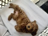 Orji̇nal A Kali̇te Toy Poodle