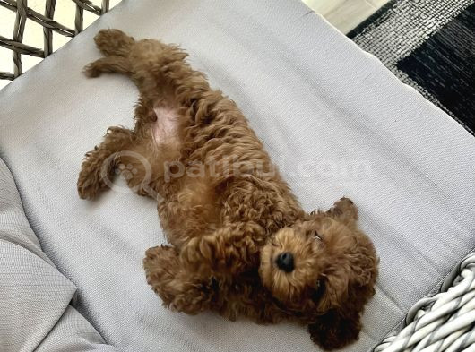Orji̇nal A Kali̇te Toy Poodle görsel