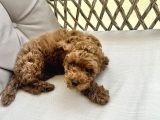 ORJİNAL A KALİTE TOY POODLE